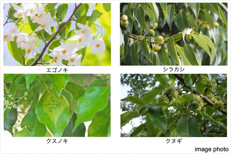 シティテラス横浜仲町台弐番館の植栽